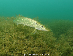 Pike by Christian Lenhardt 